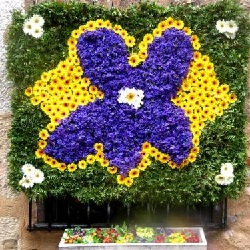 festa-violette-79-1_w500