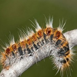 processionaria_pino_thumb400x275