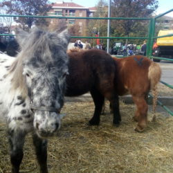 Ciriè: la Fiera di San Martino stupisce ancora