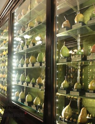 Torino: una festa per celebrare i 10 anni di vita dei musei di Anatomia e della Frutta
