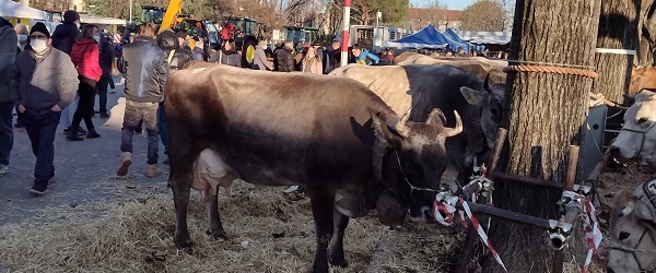 Caselle: con la Fiera di Sant’Andrea partono le iniziative legate al Natale