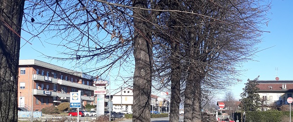 Borgaro: tutto pronto per il “trasloco” di 10 alberi da via Lanzo al parco Chico Mendes